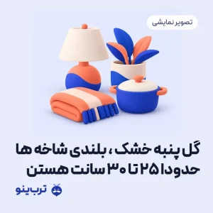 تصویر نمایشی گل پنبه خشک ، بلندی شاخه ها حدودا 25 تا 30 سانت هستن