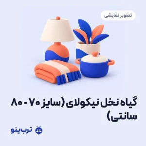 تصویر نمایشی گیاه نخل نیکولای (سایز 70 - 80 سانتی)